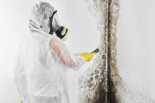 Culver, OR Mold Removal Company