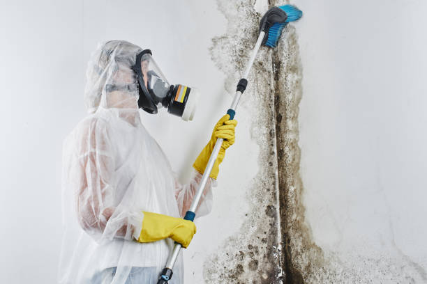 Best Certified Mold Removal  in Culver, OR