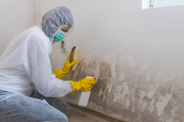 Mold Testing and Removal in Culver, OR