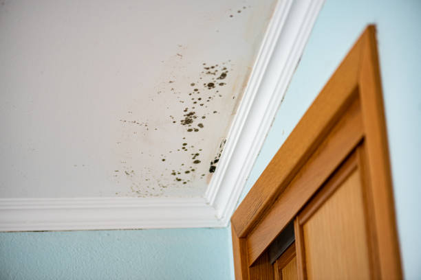 Best Office Mold Removal Services  in Culver, OR