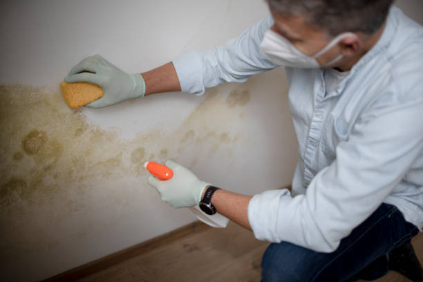 Best Mold Removal and Inspection  in Culver, OR
