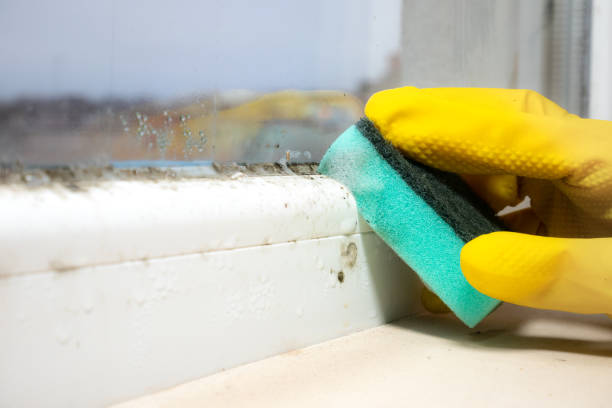 Best Residential Mold Removal  in Culver, OR