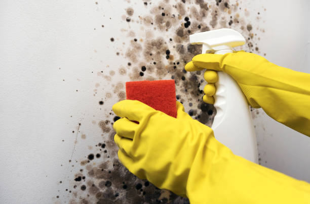 Best Certified Mold Removal  in Culver, OR