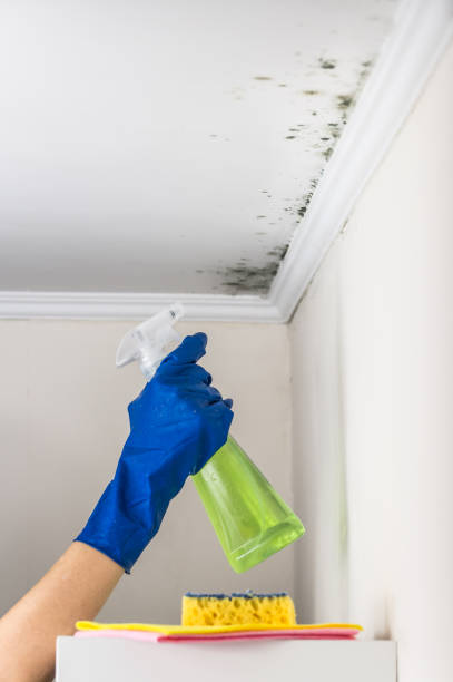 Mold Testing and Removal in Culver, OR