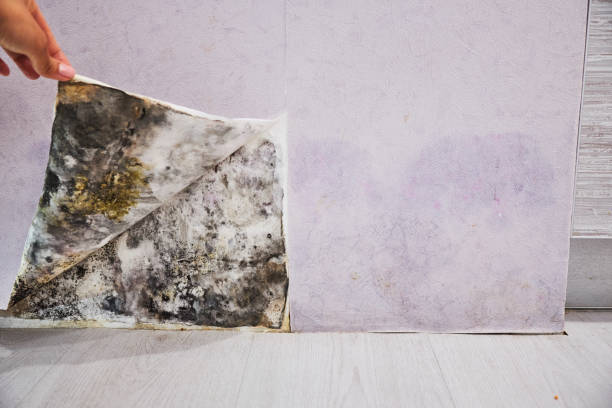 Best Mold Inspection  in Culver, OR